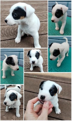 Les chiots de Parson Russell Terrier