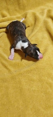 Whippet
