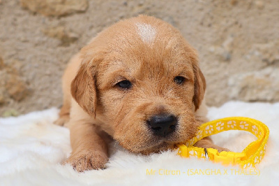 Les chiots de Golden Retriever