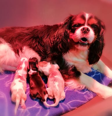 Les chiots de Cavalier King Charles Spaniel