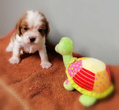 Les chiots de Cavalier King Charles Spaniel