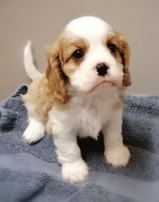 Les chiots de Cavalier King Charles Spaniel