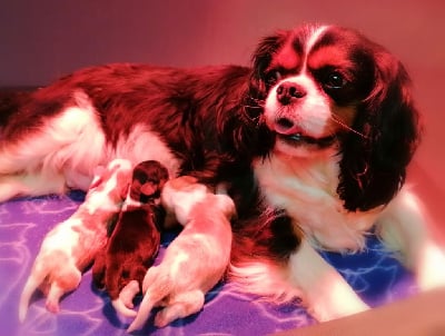 Les chiots de Cavalier King Charles Spaniel