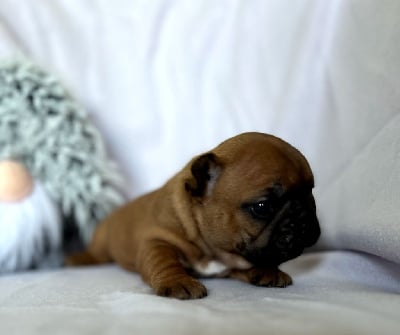 Les chiots de Bouledogue français