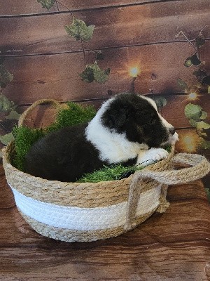 Shetland Sheepdog