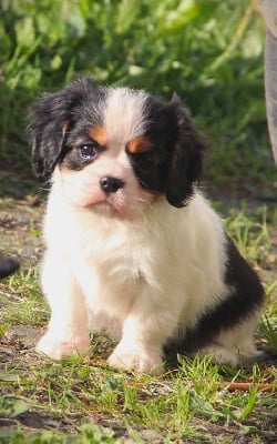 Les chiots de Cavalier King Charles Spaniel