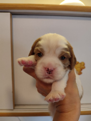 Les chiots de Cavalier King Charles Spaniel