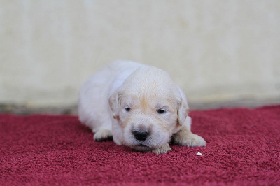 Les chiots de Golden Retriever