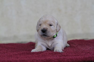Les chiots de Golden Retriever