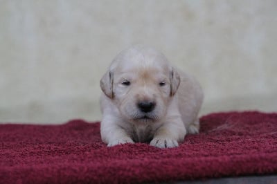 Les chiots de Golden Retriever