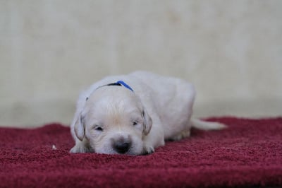 Les chiots de Golden Retriever