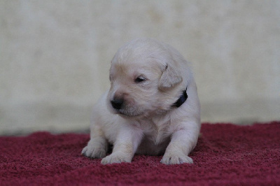 Les chiots de Golden Retriever