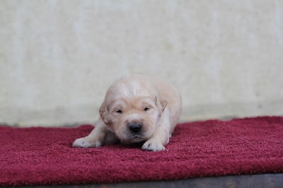 Les chiots de Golden Retriever