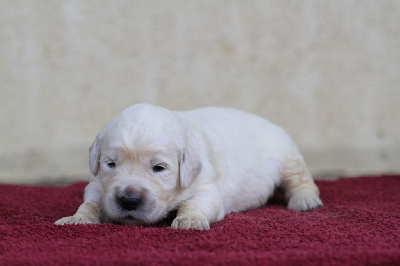 Les chiots de Golden Retriever