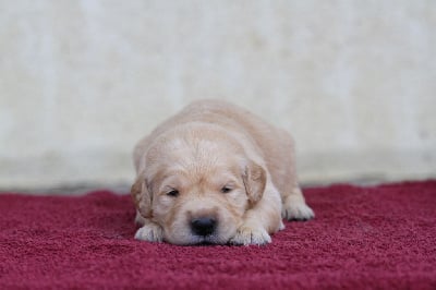 Les chiots de Golden Retriever