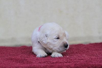 Les chiots de Golden Retriever