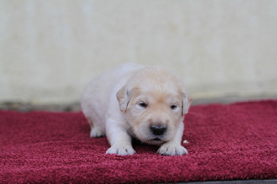 Les chiots de Golden Retriever