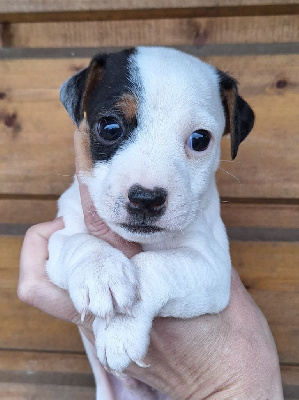 CHIOT - Parson Russell Terrier