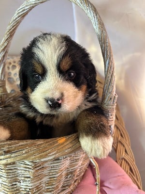 Les chiots de Bouvier Bernois