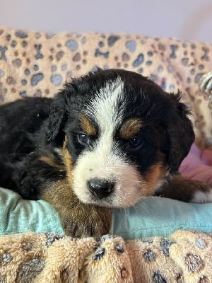 Les chiots de Bouvier Bernois
