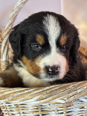 Les chiots de Bouvier Bernois