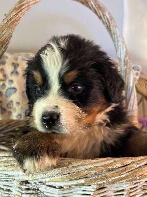 Les chiots de Bouvier Bernois