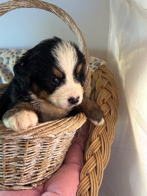 Les chiots de Bouvier Bernois