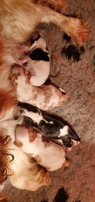 Cavalier King Charles Spaniel