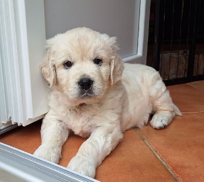 Les chiots de Golden Retriever