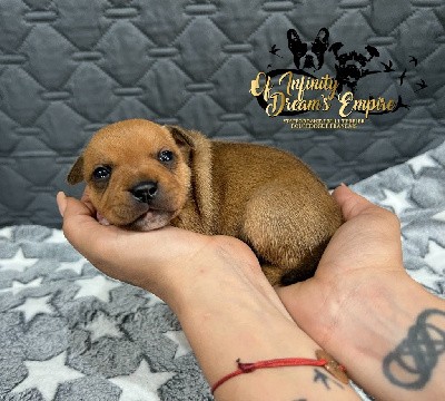 Staffordshire Bull Terrier