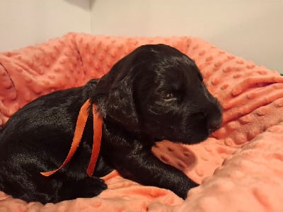 Les chiots de Berger de Brie