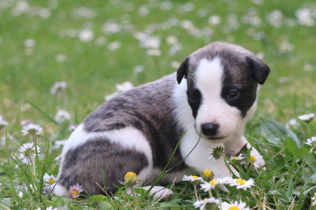 Ariel - Whippet
