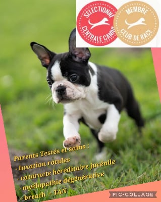 Les chiots de Boston Terrier