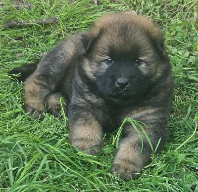 Les chiots de Eurasier