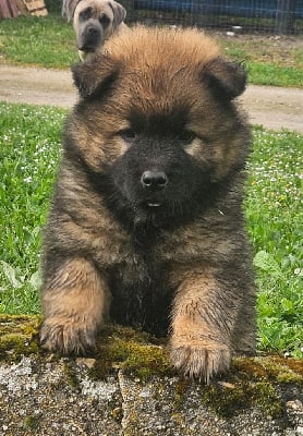 Les chiots de Eurasier