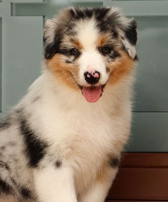 Les chiots de Berger Australien