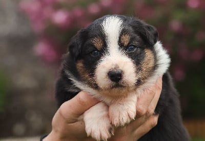Les chiots de Berger Australien
