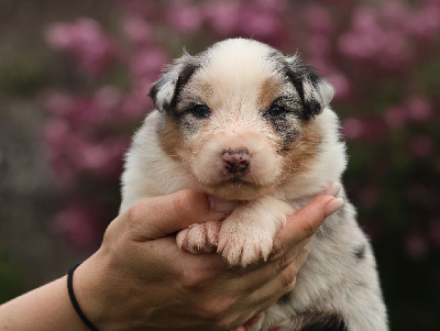 Les chiots de Berger Australien
