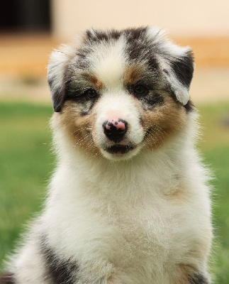 Les chiots de Berger Australien