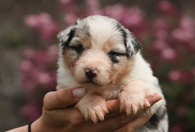 Les chiots de Berger Australien