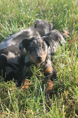 Les chiots de Berger de Beauce