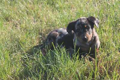 Les chiots de Berger de Beauce
