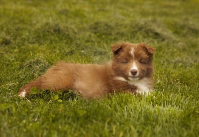 Les chiots de Border Collie