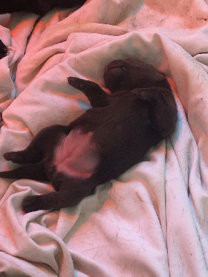 FEMELLE CHOCOLAT - Labrador Retriever