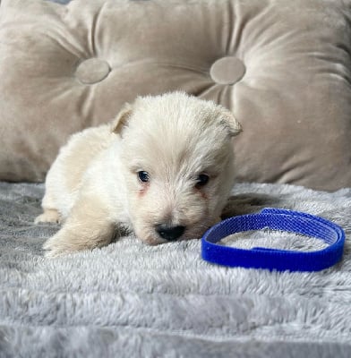 Mâle Collier Bleu foncé - Scottish Terrier