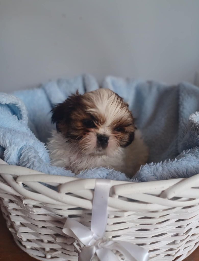 CHIOT 4 - Shih Tzu