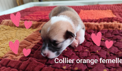 Les chiots de Welsh Corgi Pembroke