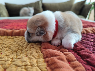 Les chiots de Welsh Corgi Pembroke
