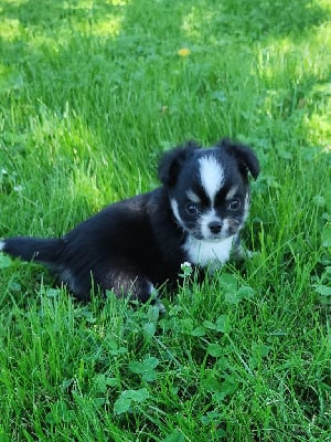 Les chiots de Chihuahua