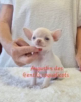 Les chiots de Chihuahua